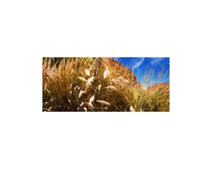 Atacama Tall Grasses 1